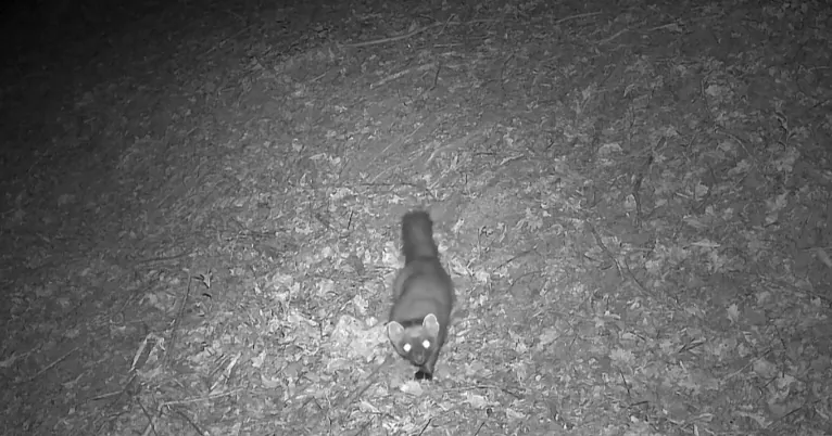 Observation d’un mammifère sauvage par caméra nocturne