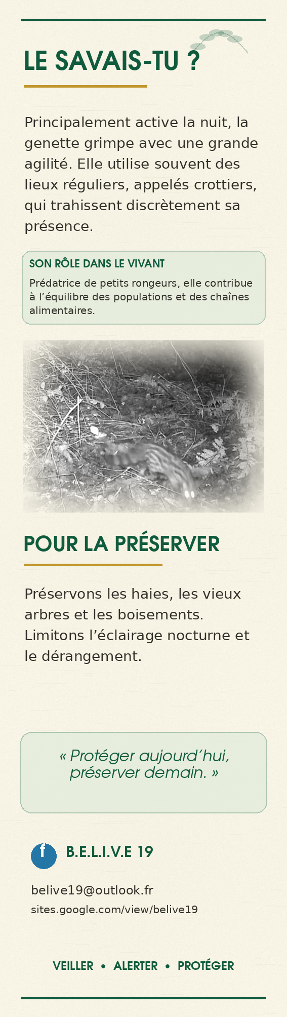 Marque-page La genette commune — verso, informations naturalistes