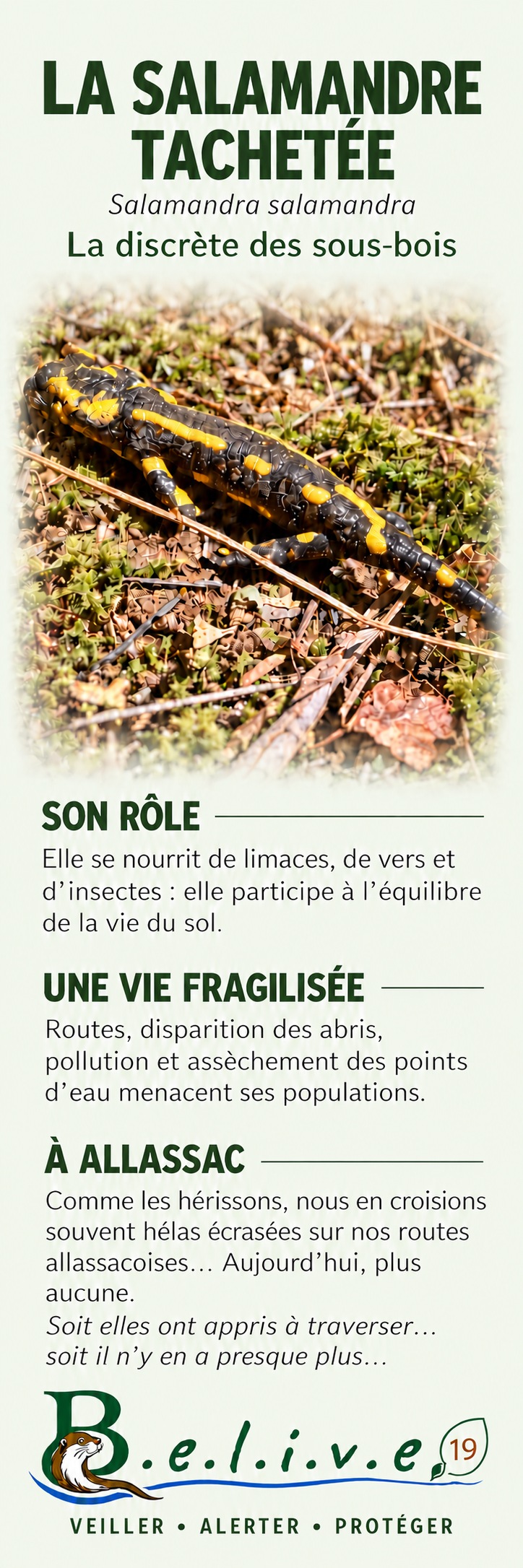 Marque-page La salamandre tachetée — recto