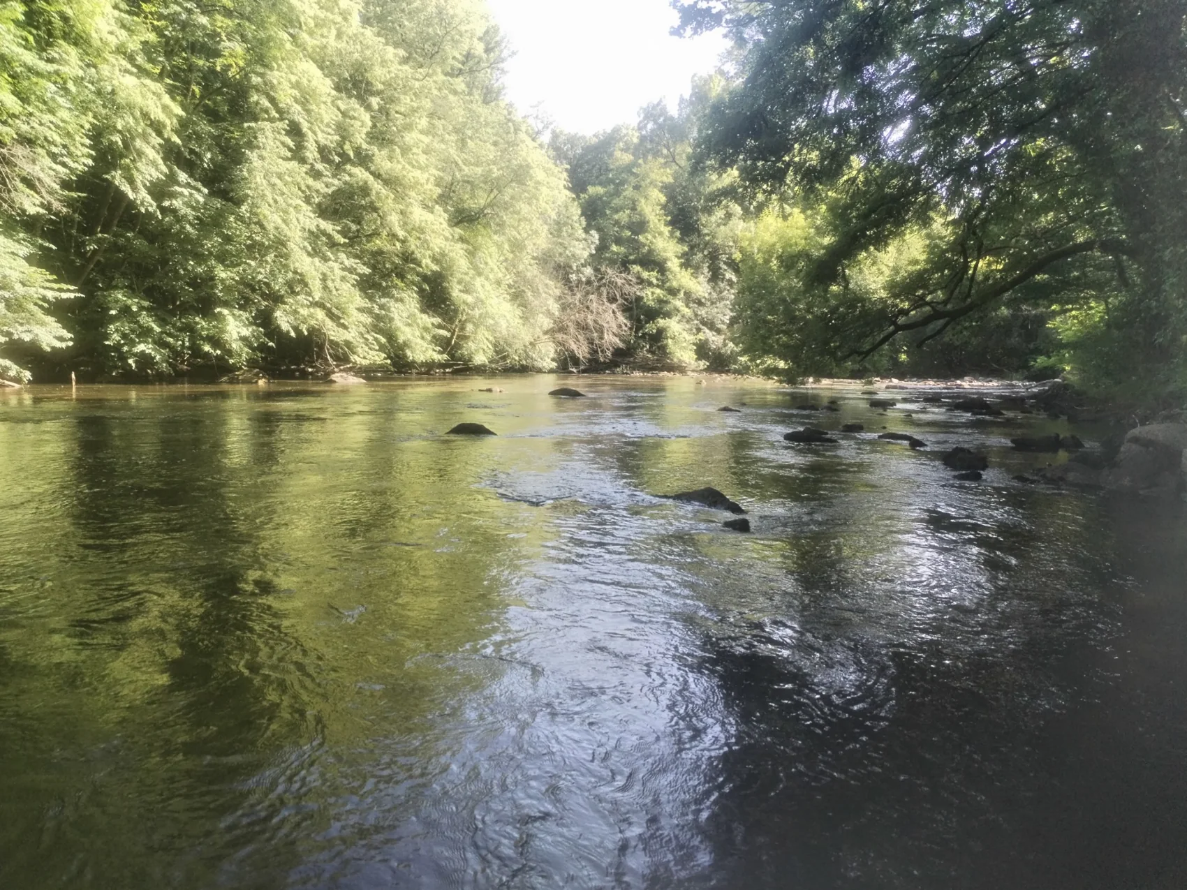 Cours d'eau bordé d'arbres